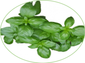 basil