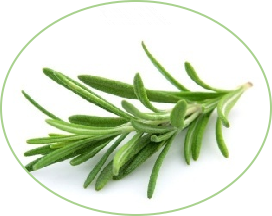 rosemary